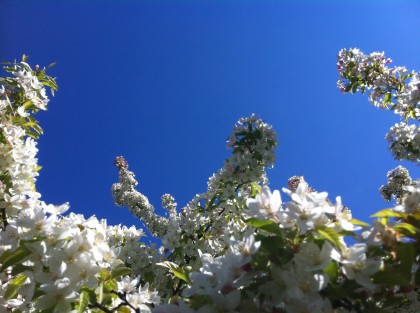 Apple Blossom Tree